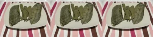 healing foods